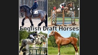 Draft Horses In English Are A Different Breed [upl. by Lemaceon606]