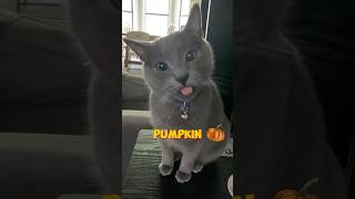 Archie has Purrfected his fall calendar 😸cat adorable autumn ￼animals [upl. by Arahas897]