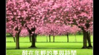 蘇玉貝  櫻花樹下 [upl. by Mihar]