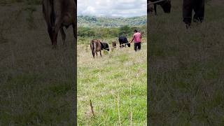 Gambiarra pra quem não sabe laçar CAMBÃO rural pecuaria lida roça sitio dica [upl. by Lacym]