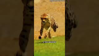 How fast can Cheetahs run cheetah animals funfact [upl. by Prendergast]