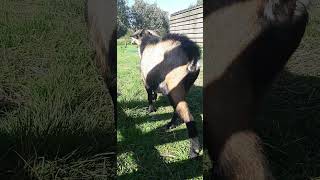 This Nigerian Dwarf Goat is Calling his Family [upl. by Friend912]