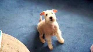 Lakeland Terrier [upl. by Male]