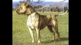 Sheila AVD001 Old Video  Working Presa Canario  Molosser  De la Arena canary dog Schutzhunde [upl. by Elraet292]