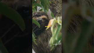 Le paresseux maître de la patience 🦥🦥🦥 animaux animals wildlife amazing funny funnyshorts [upl. by Bainbrudge]