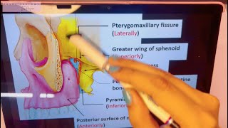 Pterygopalatine fossa in 3D  Boundaries  Contents  Anatomy [upl. by Trauner524]