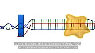 Transcription animation DNAtoRNA molecularbiology [upl. by Aleehs]