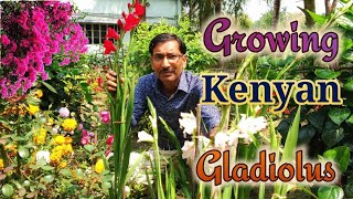 Grow Kenyan Gladiolus for Enormous Flowering [upl. by Eiba4]