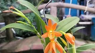 Cattleya aurantiaca [upl. by Aldwin]