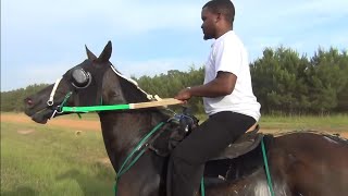 Standardbred Race Horses on the Race Track in quotTEXAS [upl. by Ireg661]