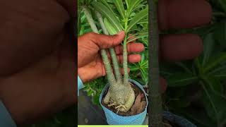 Adenium Plant Care Desert Rose The Ultimate Guide Adenium Plant adenium plantcare shortvideo [upl. by Remmer906]