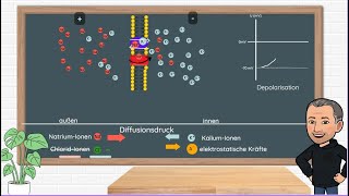 Signaltransduktion an Sinneszellen  wie aus einem äußeren Reiz eine neuronale Erregung entsteht [upl. by Irtimid320]