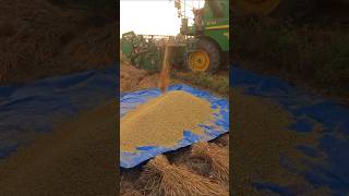 Rice Threshing Machine Process [upl. by Marina1]