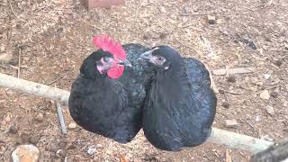 Things You Should know About The Black Australorp Chicken [upl. by Aihsitan]