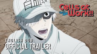 Cells at Work English Dub Trailer [upl. by Gareth864]