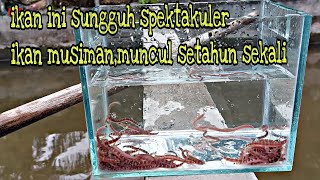 ikan tali tali atau kuhli loachPangio semicinctaikan ini muncul setahun sekali atau ikan musiman [upl. by Wolfe]