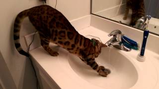 How to keep a Bengal Cat entertained [upl. by Llabmik479]