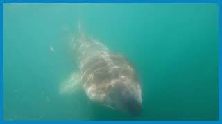 Basking Shark fact [upl. by Wenn]