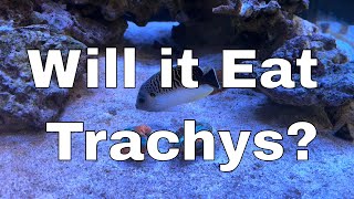 Will My Large Saltwater Angelfish Eat Trachyphyllia  Angelfish Reef LX 2706  Part 17 [upl. by Angelita]