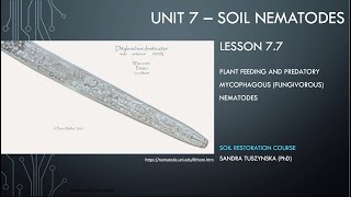 Lesson 77  Fungivorous nematodes as plant parasites and predators [upl. by Arihday]