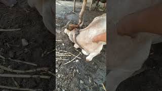 Injection in Cow animals cow shorts [upl. by Pitt]