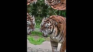 Malayan Tiger vs Sumatran Tiger [upl. by Axia17]