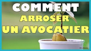 Comment arroser un avocatier [upl. by Orlantha207]