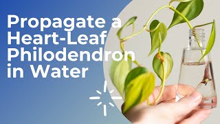 How to PROPAGATE PHILODENDRON Brasil in WATER  Heartleaf Philodendron  Philodendron hederaceum [upl. by Anaujahs]