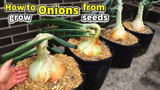 How to Grow Onions from Seed to Harvest  Step by Step [upl. by Walden]