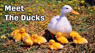 Meet the Ducks Fun animal adventure and learning for kids [upl. by Karla]