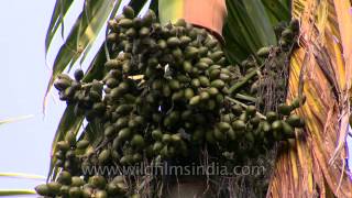 An areca nut bunch hanging from the palm [upl. by Wolsniw]