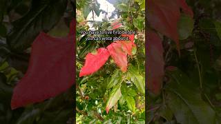 A day in my life early fall melodydemadema quotes shortyoutube shortvideo youtubeshorts asmr [upl. by Aerdnaz846]