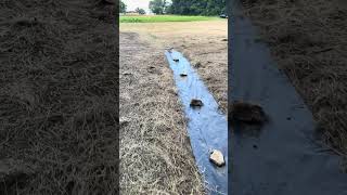 Pond swale ditch erosion control with geotextile woven fabric  will add river gravel on top next [upl. by Tab965]