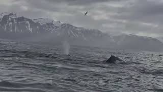 Whale Watching Adventure Husavik Iceland [upl. by Nawoj]