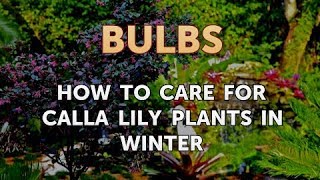 How to Care for Calla Lily Plants in Winter [upl. by Maddock]