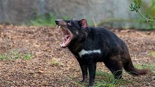 THE TASMANIAN DEVIL [upl. by Roe]