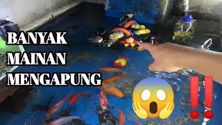 BANYAK MAINAN MENGAPUNG DIKOLAM IKAN DAN AQUARIUM [upl. by Olney760]