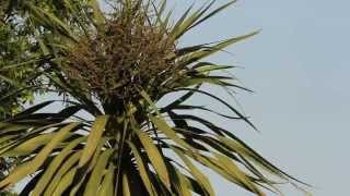 Yucca Tree Slight Breeze  FREE HD Stock Video Footage [upl. by Lisha]