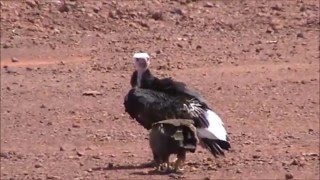 Buitre cabeciblanco Trigonoceps occipitalis · Whiteheaded Vulture [upl. by Abdul343]