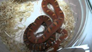 Scaleless corn snake Hamm reptile expo in Germany september 2011 [upl. by Hilliard]