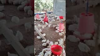 Poultry farm business motivationviralshort shorts trendingchicken poltryfarmbusinessattitude [upl. by Stephani]