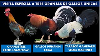 Visita Especial a Tres Granjas de Gallos de élite [upl. by Salangi]