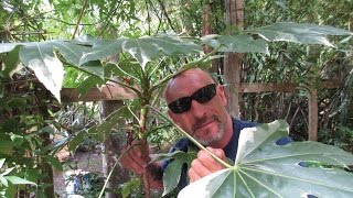 Fatsia japonica Best Exotic Plant for Dry Shade [upl. by Assened]