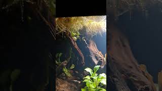 Zqare 25l  Första Växterna aquarium plantedtank shortsvideo shorts [upl. by Toscano]