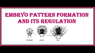 Embryo pattern formation and its regulation [upl. by Remsen]