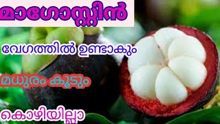 മാഗോസ്റ്റിൻ കൃഷി ചെയ്യേണ്ടത് ഇങ്ങനെയാണ് How To Grow a Magngosteen Healthy Mangosteen Malayalam [upl. by Marika561]