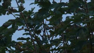 Twobarred Greenish Warbler YWT Spurn Nature Reserve 16th October 2021 [upl. by Neelhsa951]