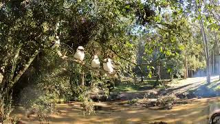 Kookaburras in the tree at Glenworth Valley [upl. by Amund]