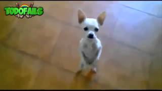 Videos graciosos con Animales perros gatos golpes peleas y caidas chistosas 2015 [upl. by Roderick]