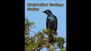 Blackbellied Starling singing and mimicking [upl. by Sharma]